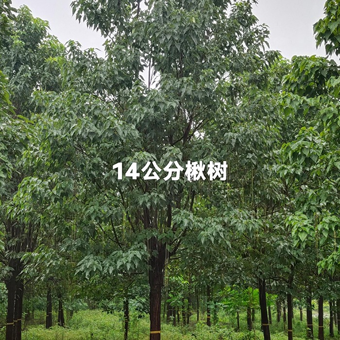 14公分楸树