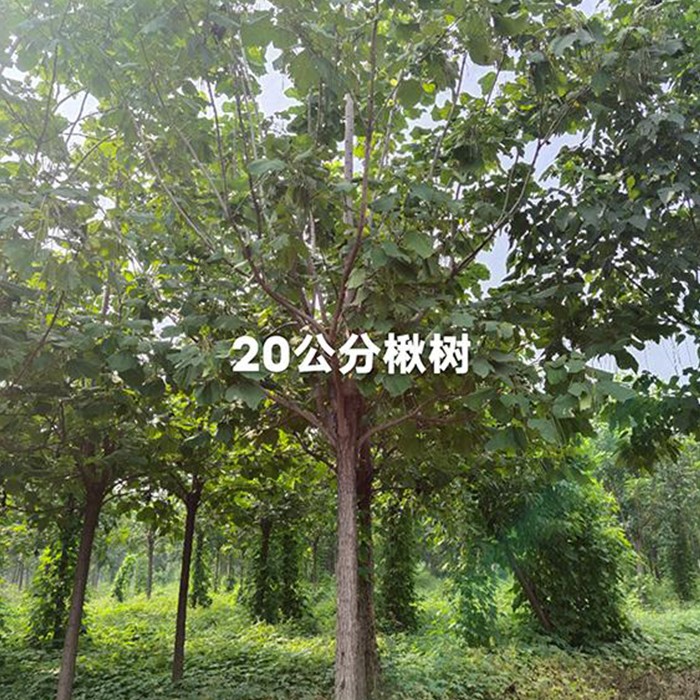 20公分楸树