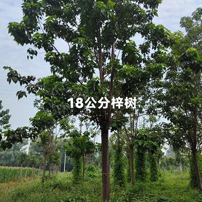 18公分梓树