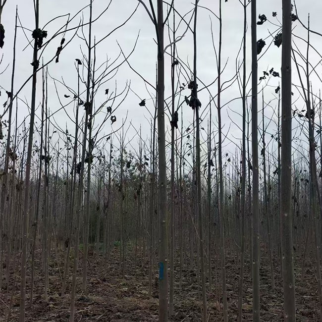 泡桐小苗 基地直供 生命力强