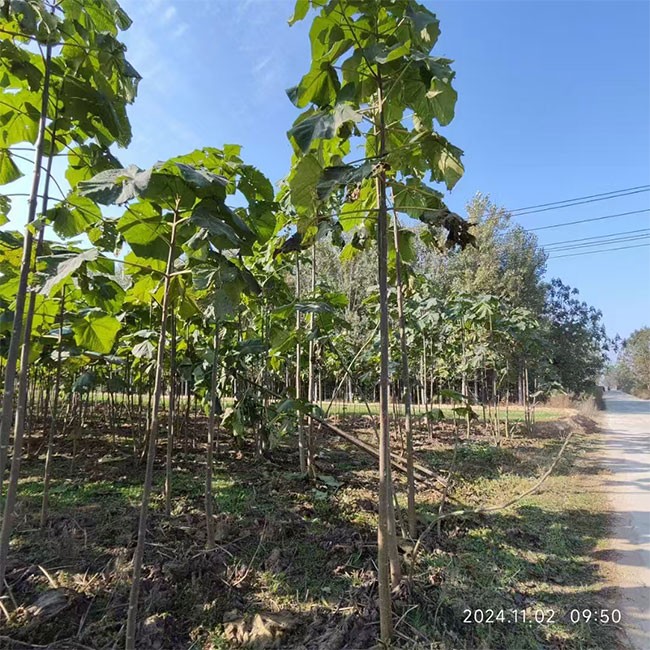 泡桐小苗 基地常年供应 量大价优