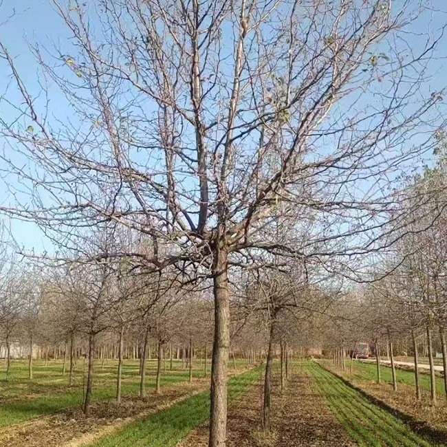 杜梨树 好成活 大量发货