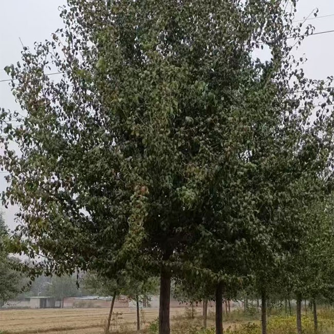 杜梨树 苗圃基地直发 现货充足