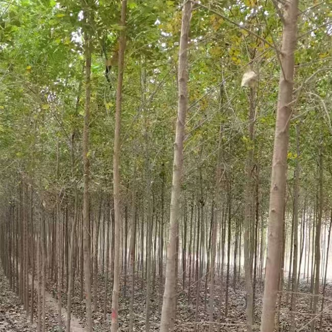 榆树小苗 提供种植技术 规格自选